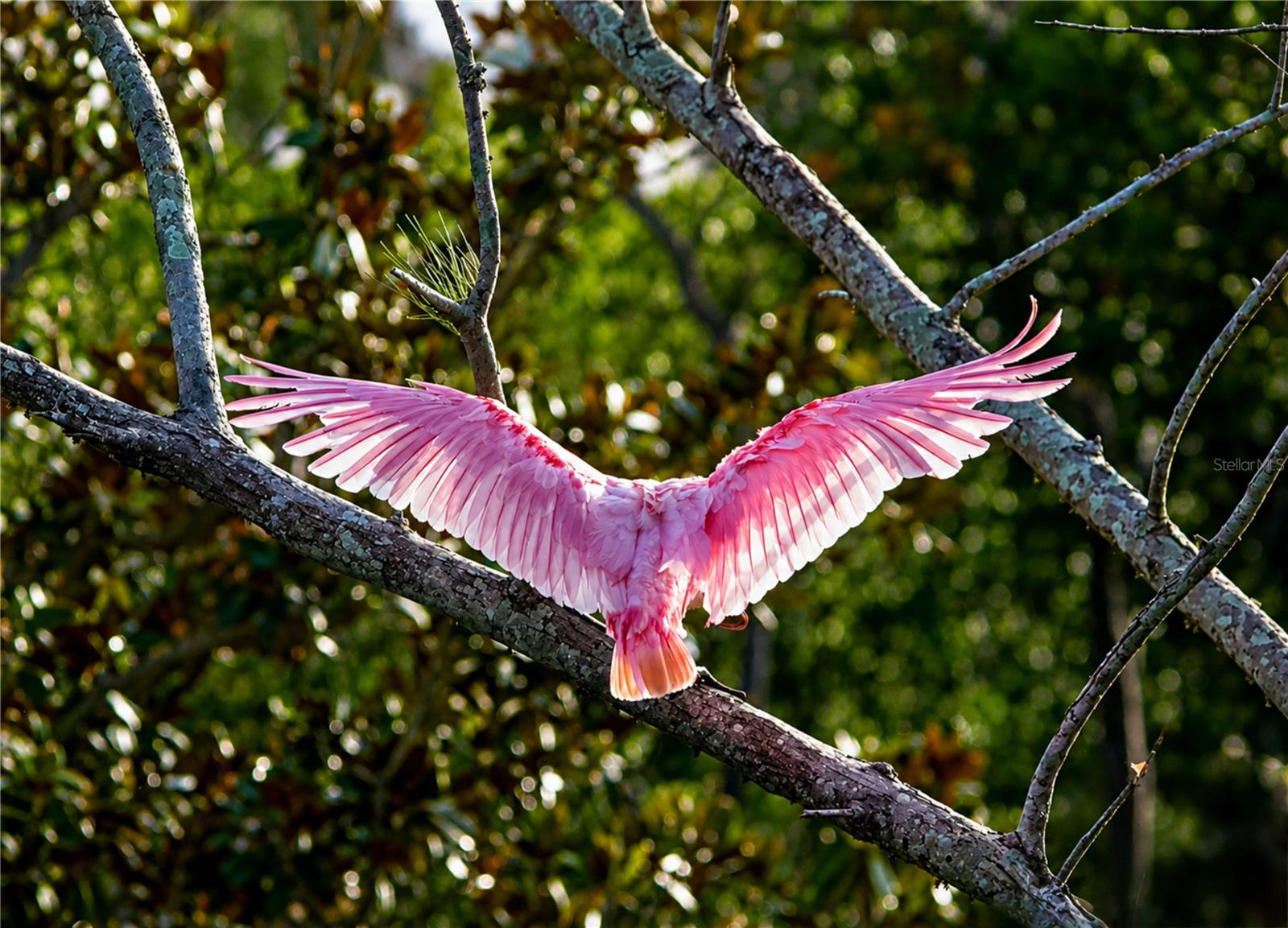 Mt Vernon Rosette Spoonbill
