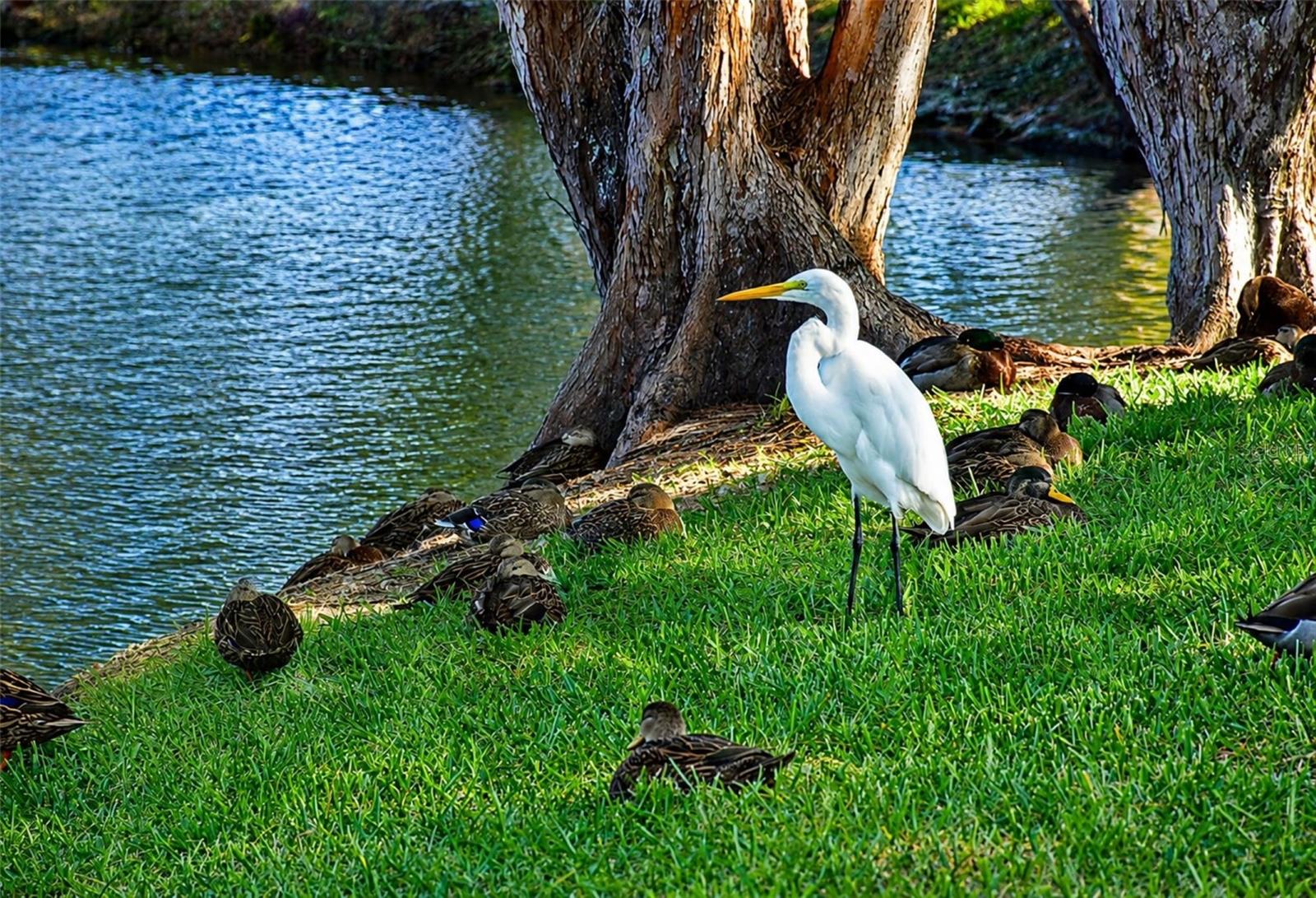 Mt Vernon wildlife