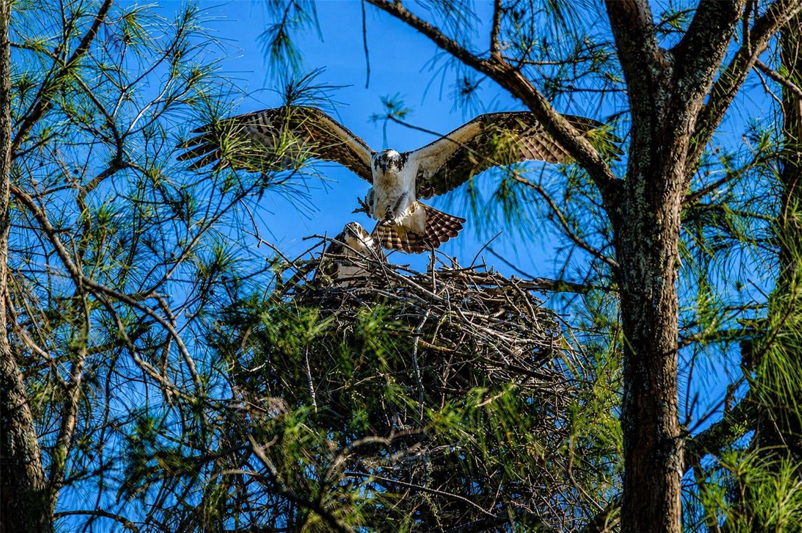 Mt Vernon wildlife nesting