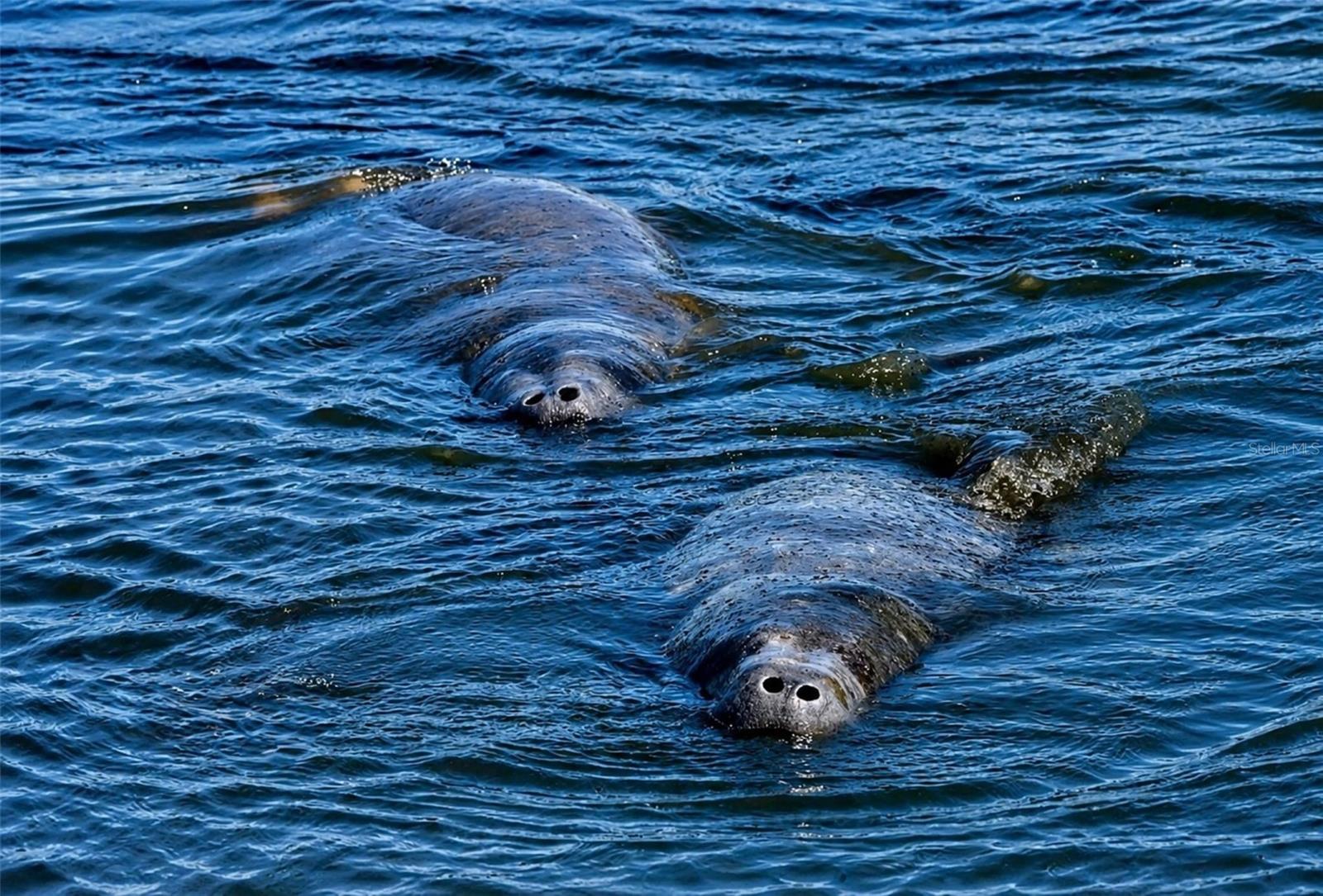 Manatees visiting Mt Vernon canal