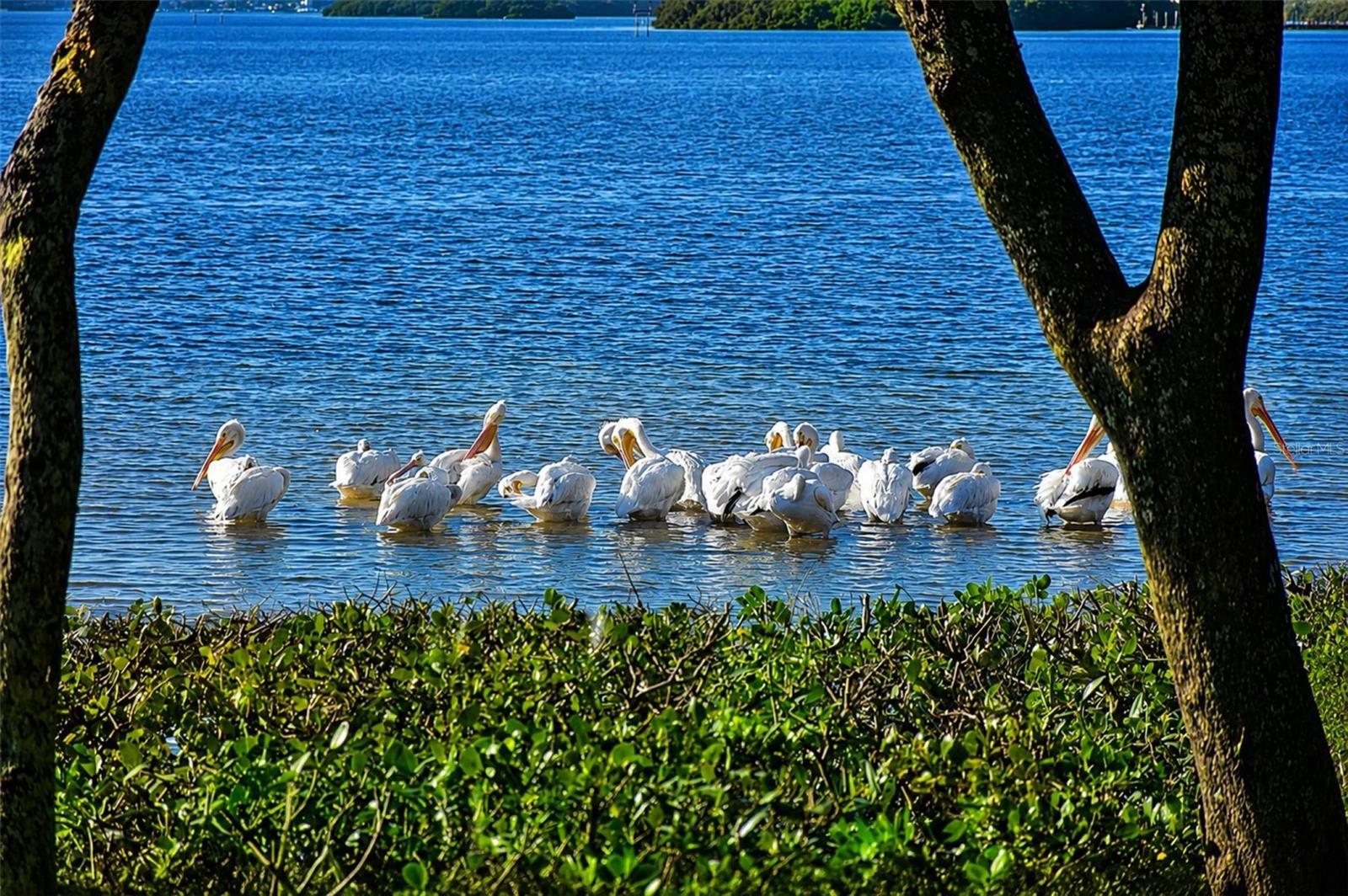 Mt Vernon wildlife .. white pelicans
