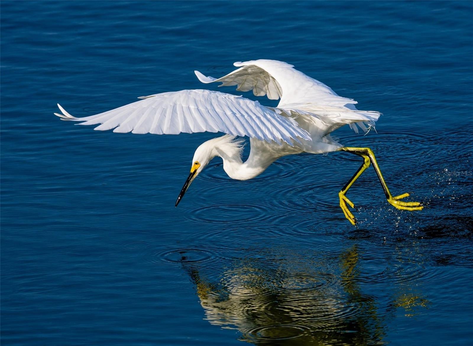 Mt Vernon wildlife coming in for a landing