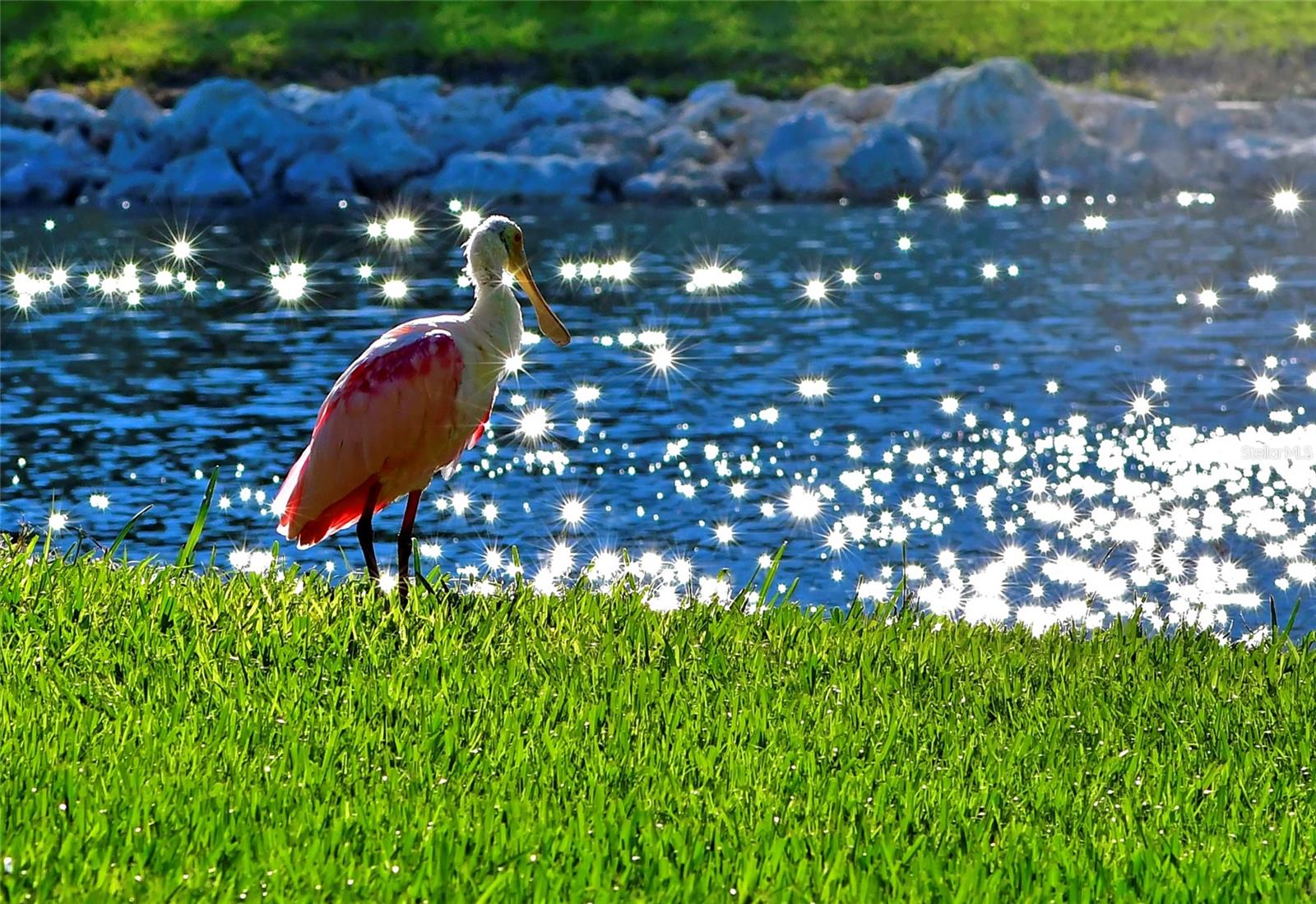 Mt Vernon wildlife visiting lake