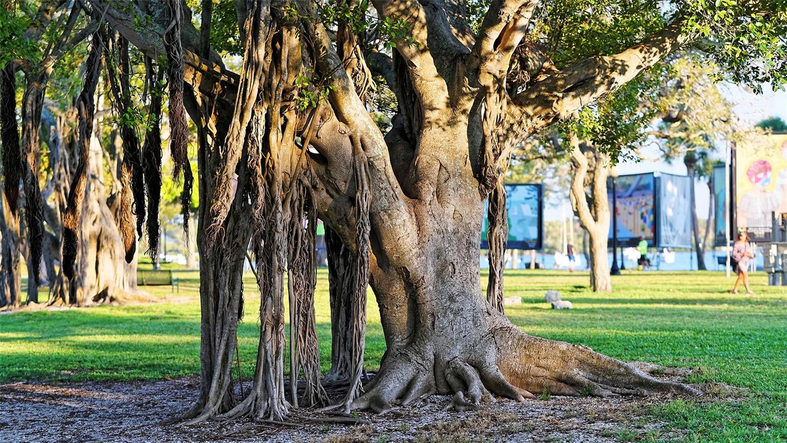 A magnificent Florida banyan tree, showcasing its sprawling canopy, sculptural branches, and lush tropical greenerya timeless symbol of Floridas natural beauty and charm.