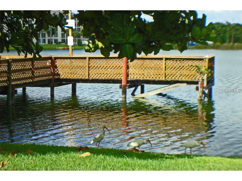 Dock next to clubhouse, pool & Florida ibis; familiar water birds...