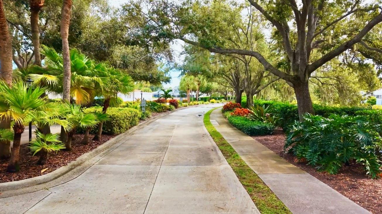Canopy tree lined streets