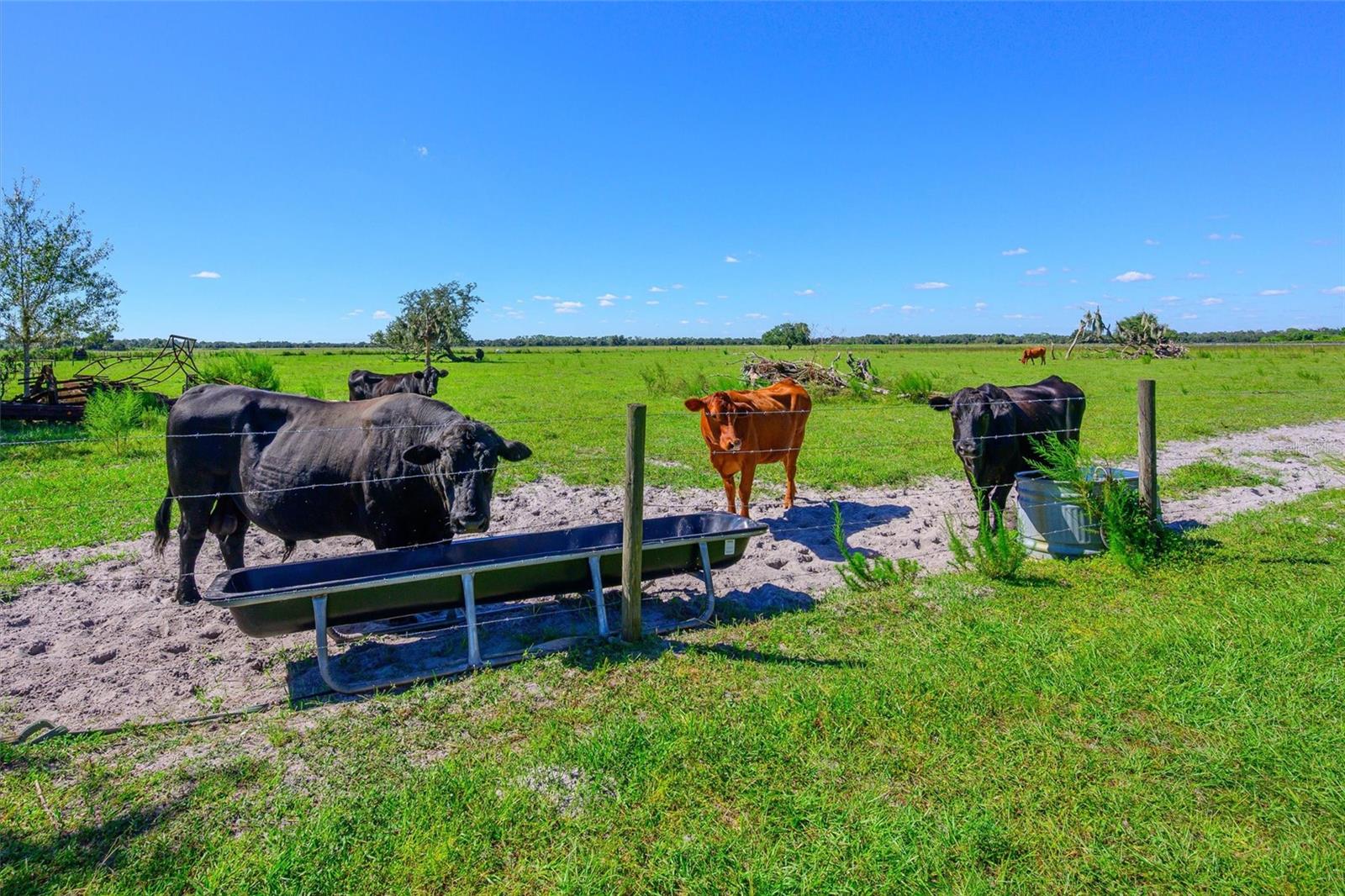 10650 BRENDLE ROAD, Myakka City, FL 34251