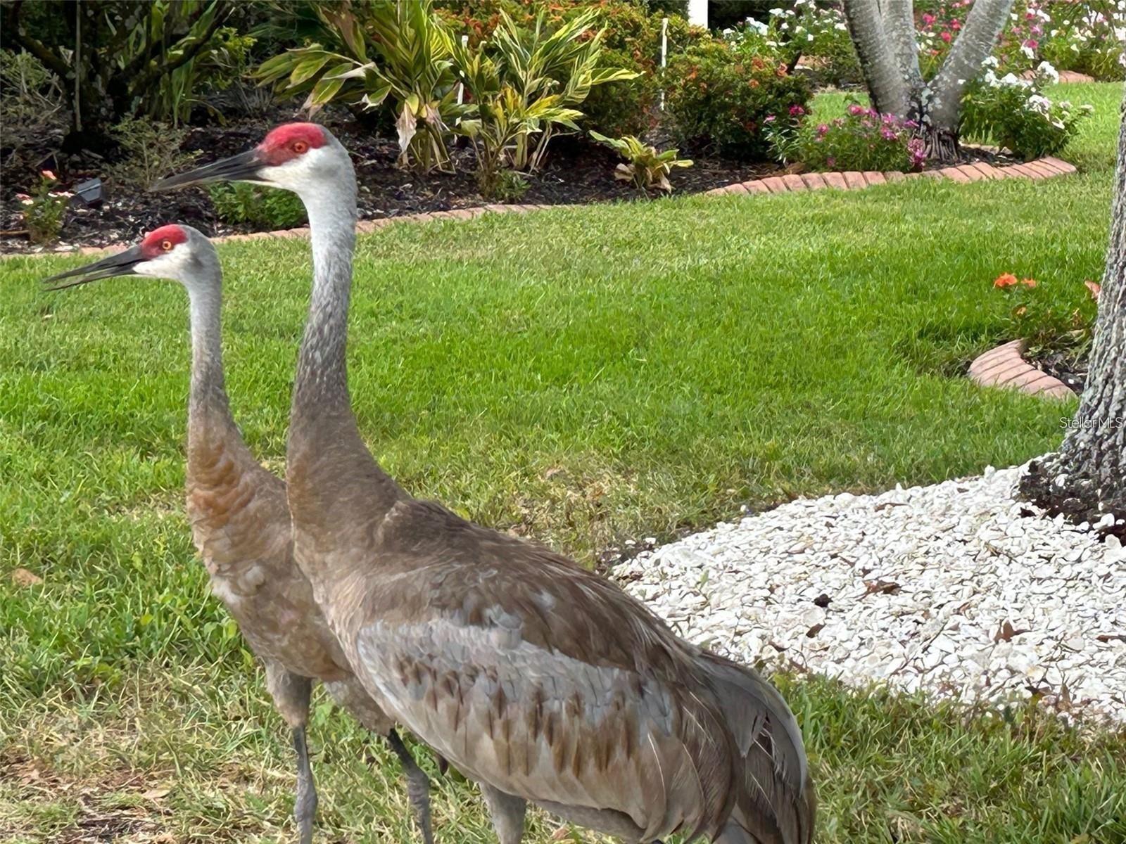8938 WILD DUNES DRIVE, Sarasota, FL 34241