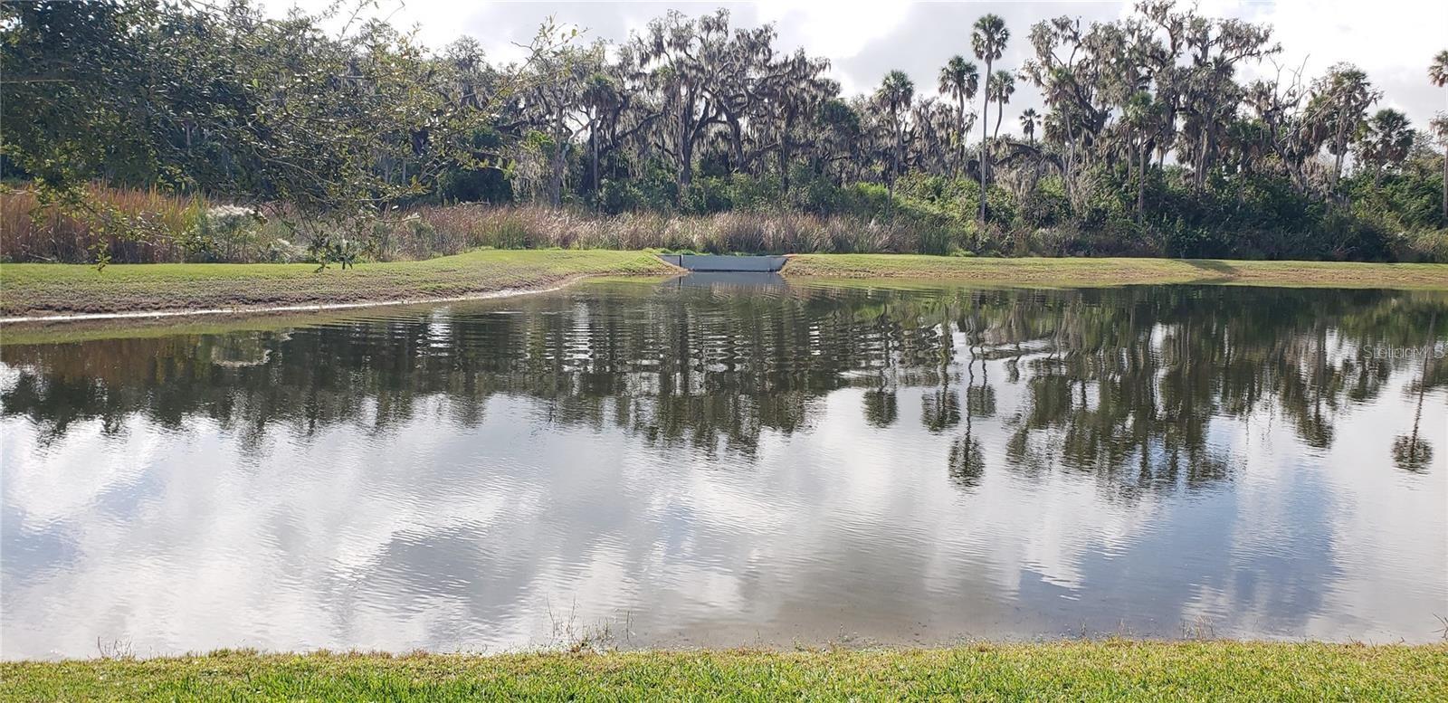 Pond View