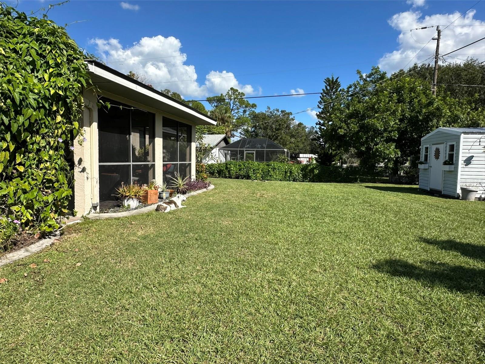 Back yard