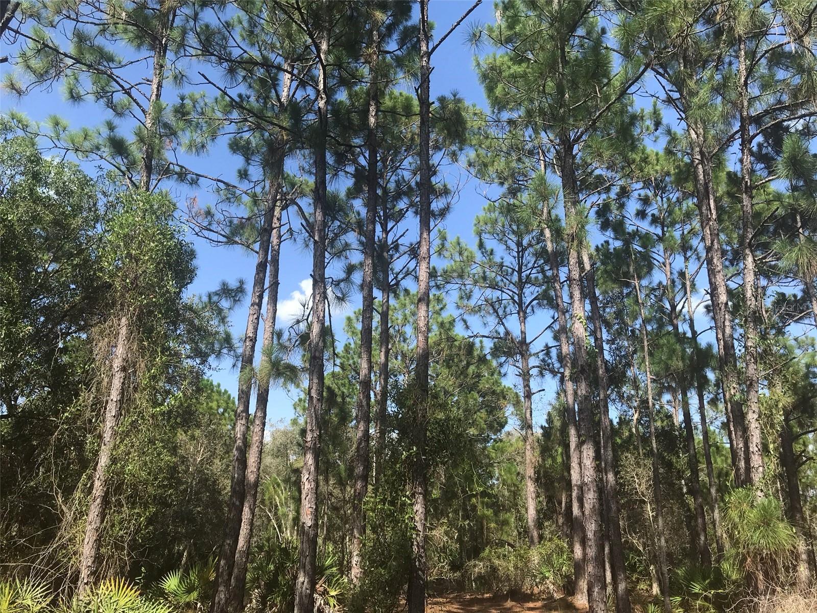 Pines to the right on north end of property.