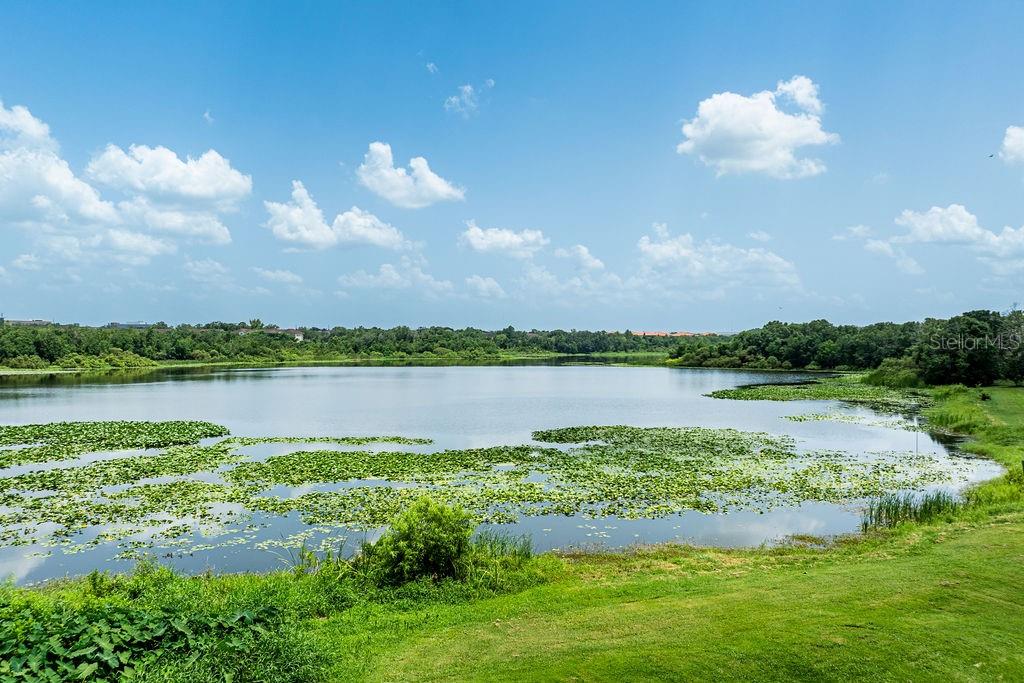 Lake Lotus Lake Lotus