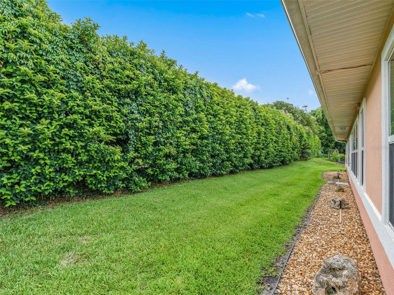 back yard