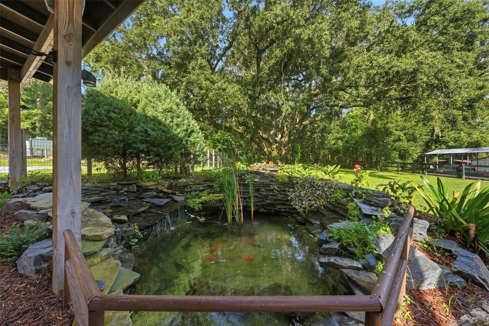 Koi pond