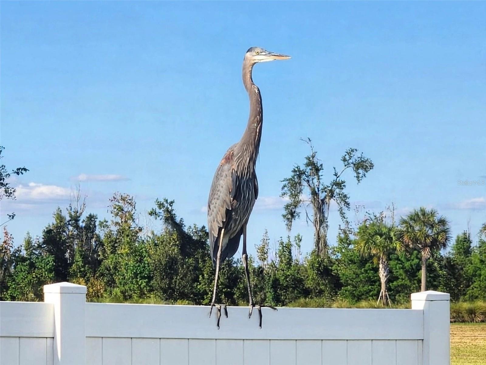 2227 LANDREA LOOP, The Villages, FL 32163