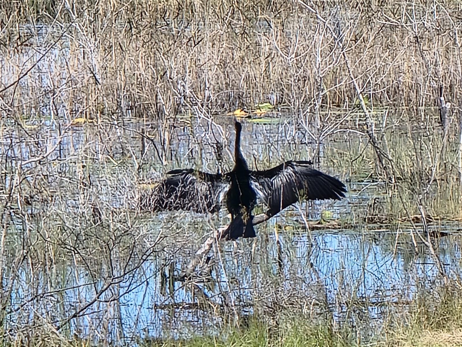 Wildlife