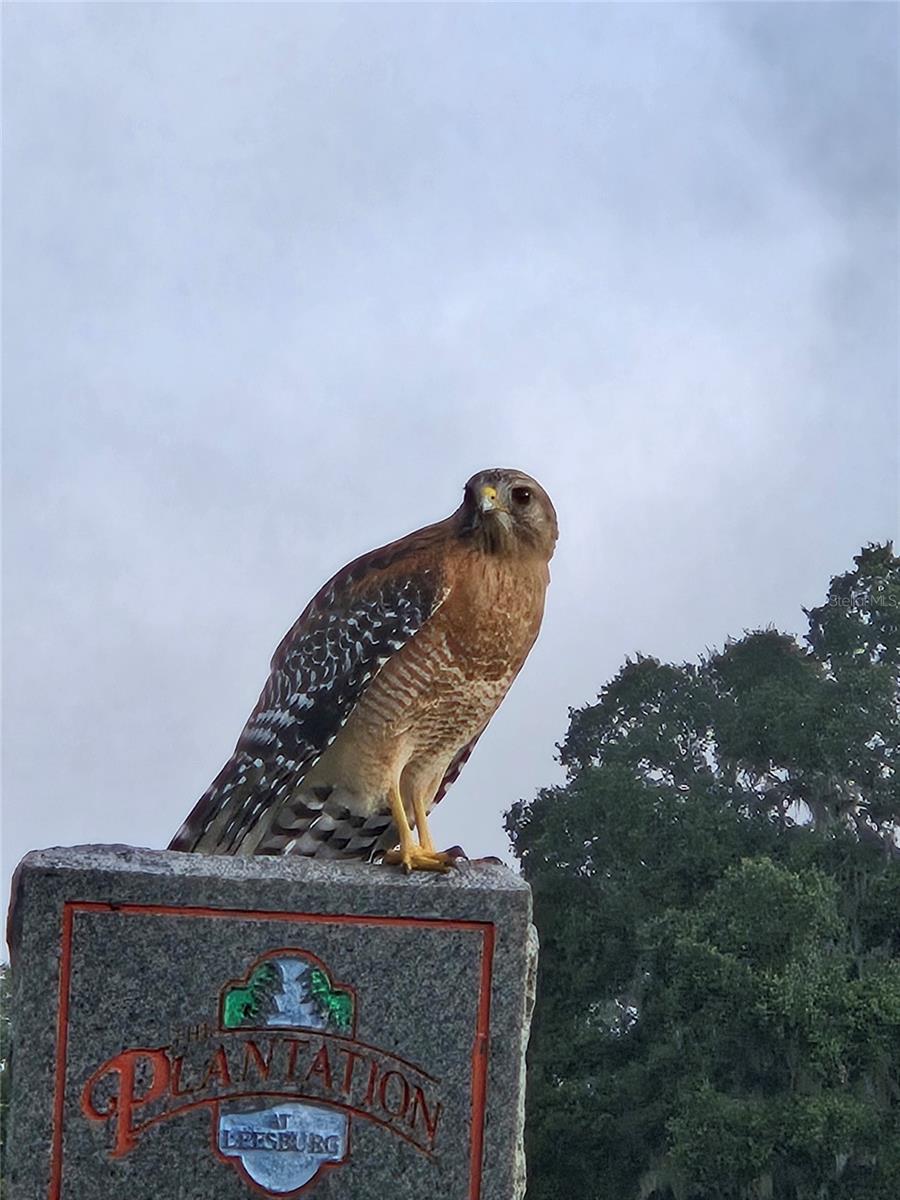 Wildlife