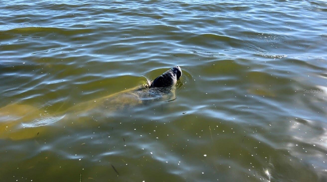 manatee visitors
