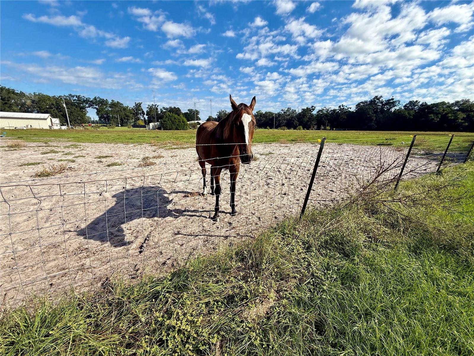 23667 81ST ROAD, O'brien, FL 32071
