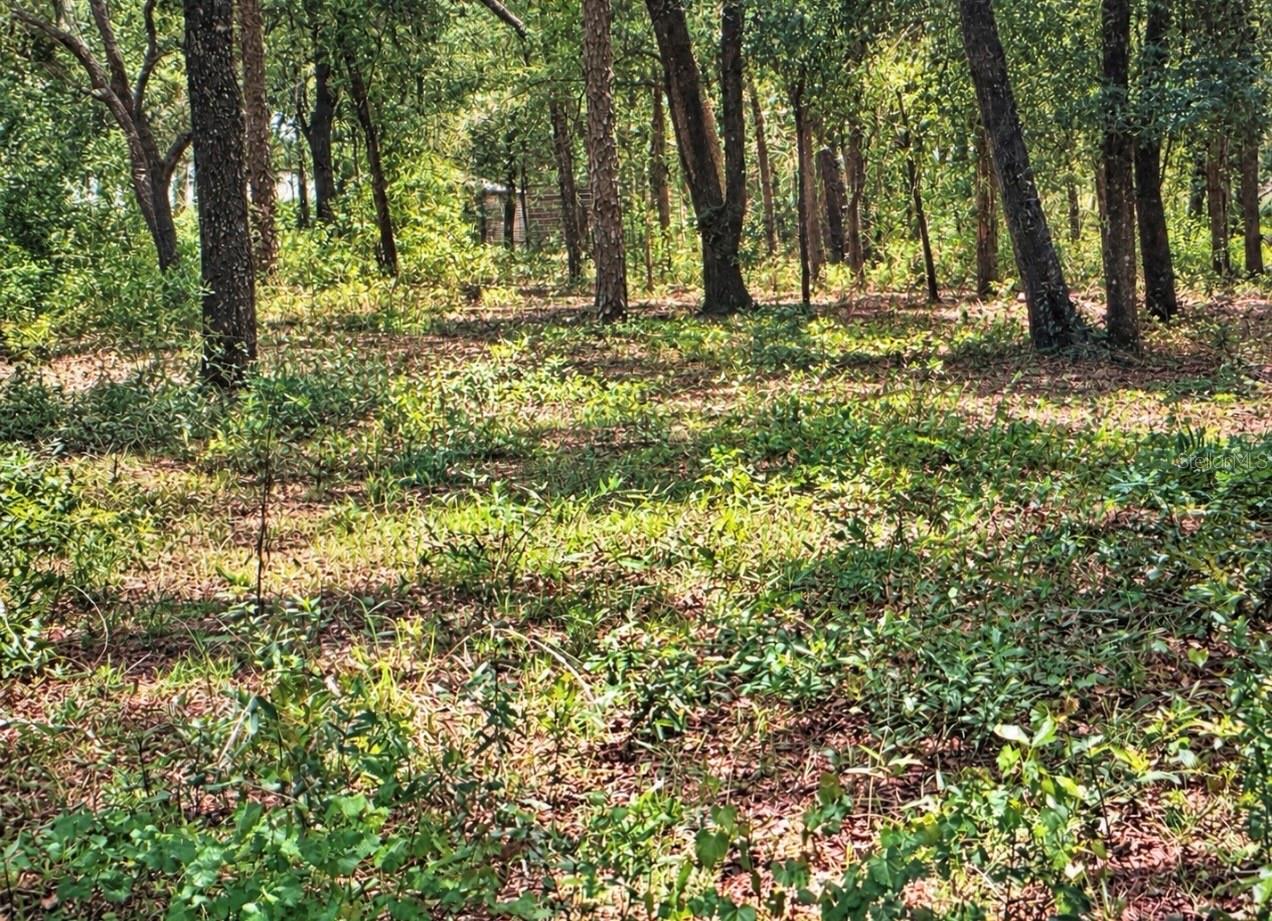Wooded lot
