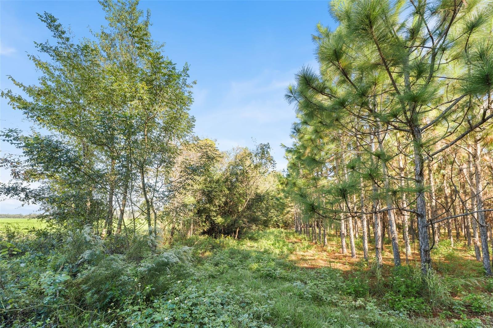 High Springs, FL 32643