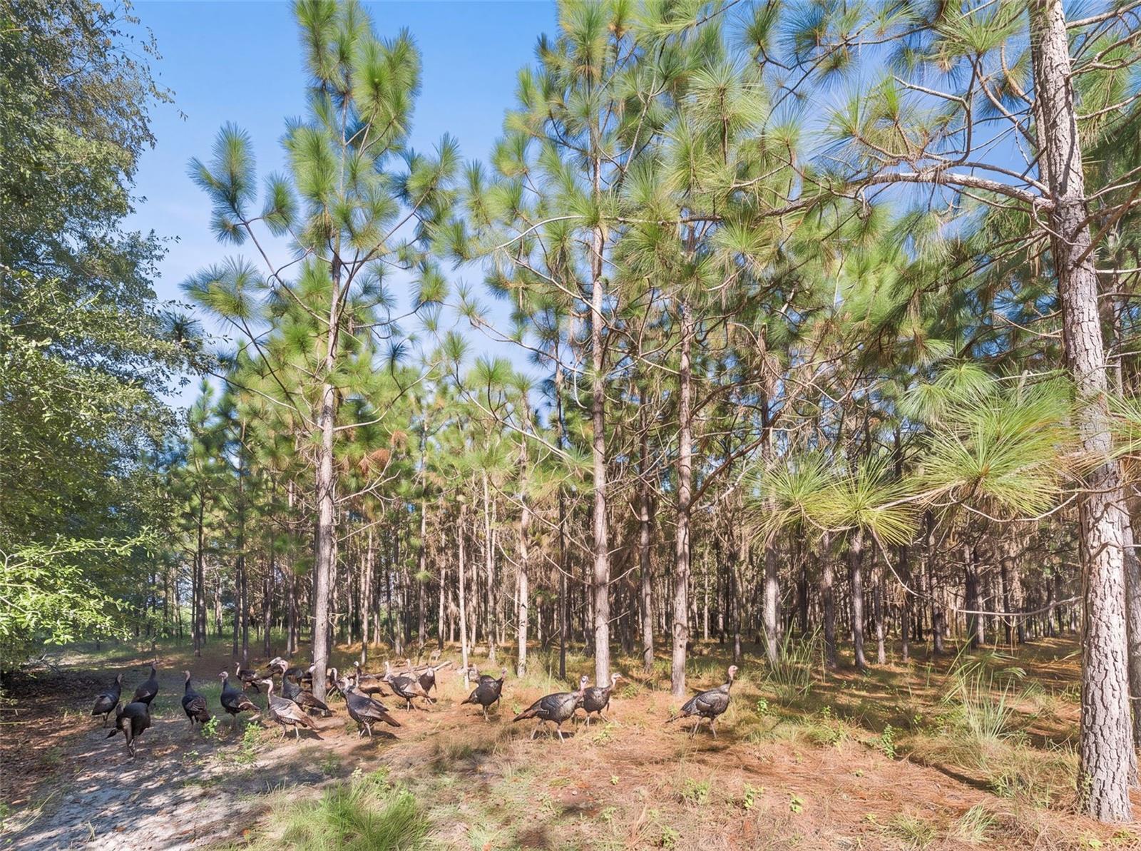 High Springs, FL 32643