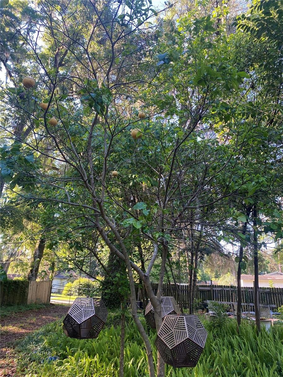 TREES!!!!