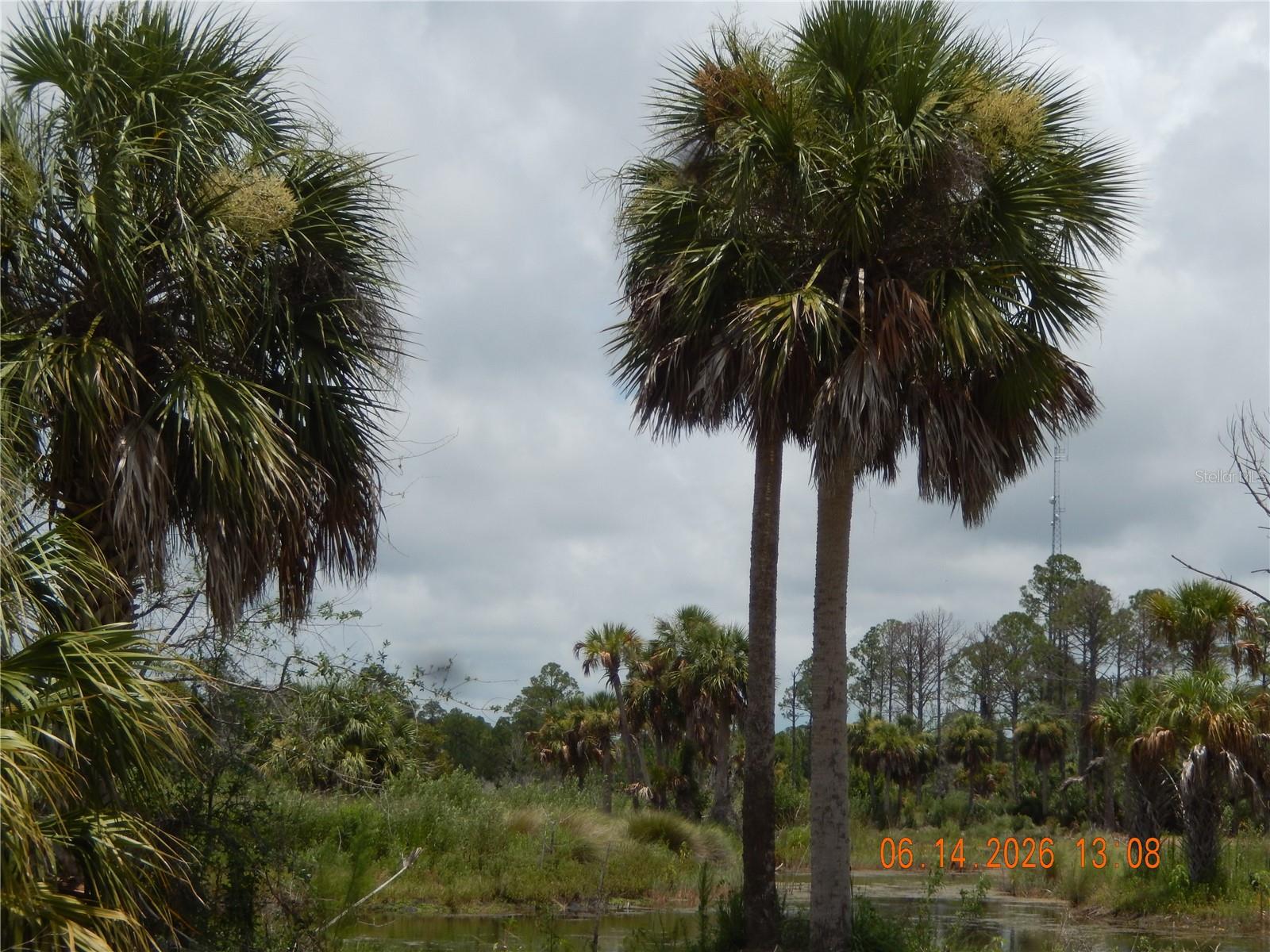 VIEW ALONG PLANTATION DRIVE