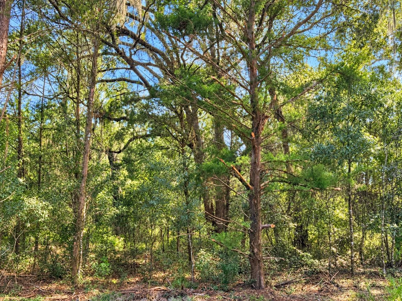 1190 NW 92ND PLACE, Chiefland, FL 32626