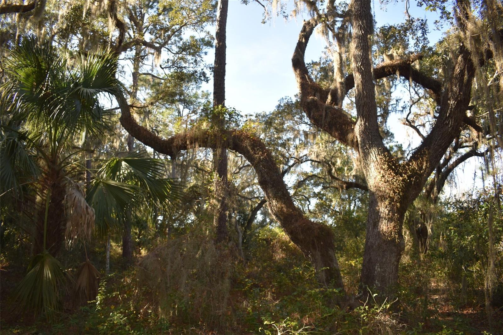 13800 COUNTY ROAD 450, Umatilla, FL 32784