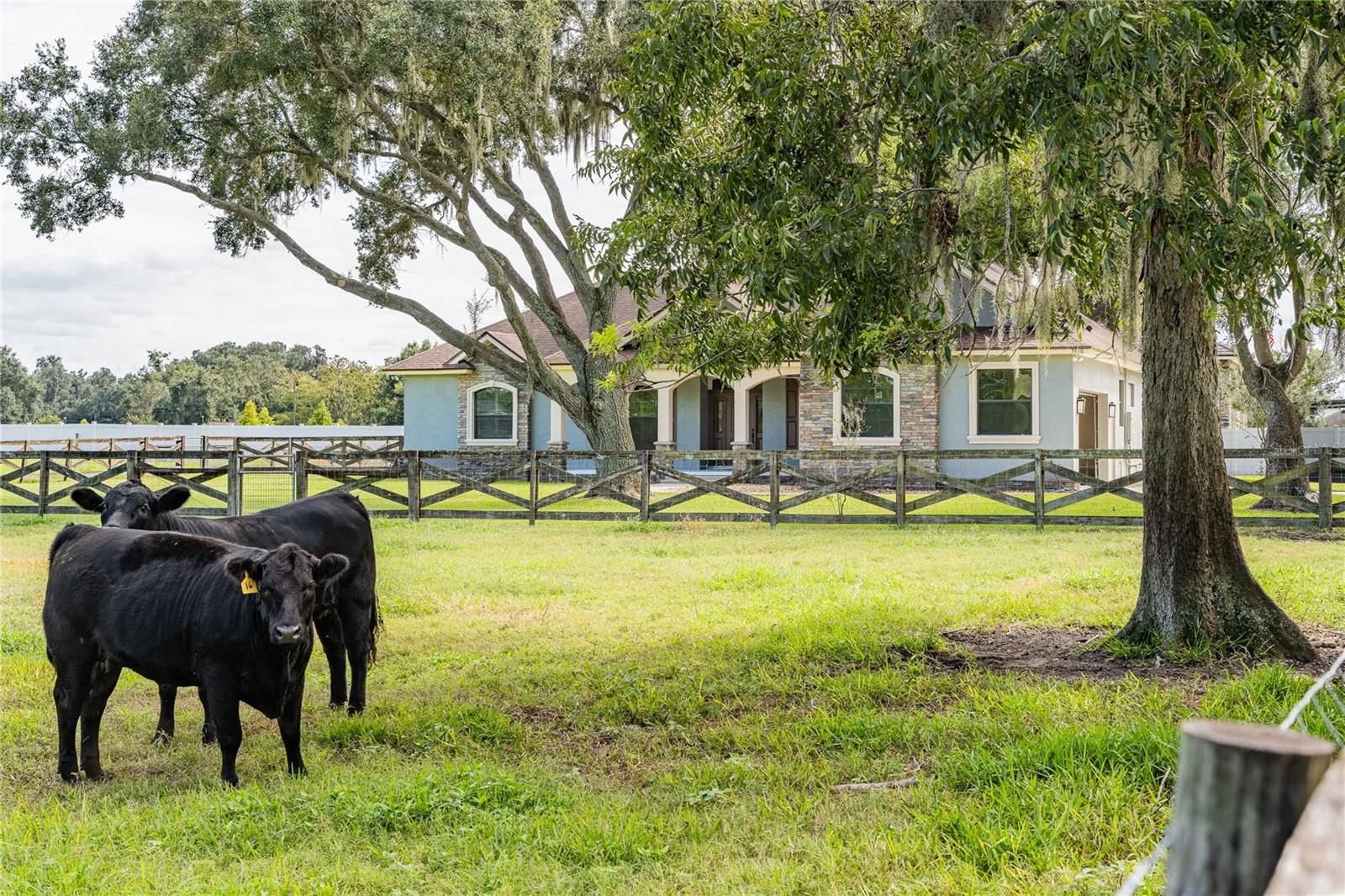 Cows!!
