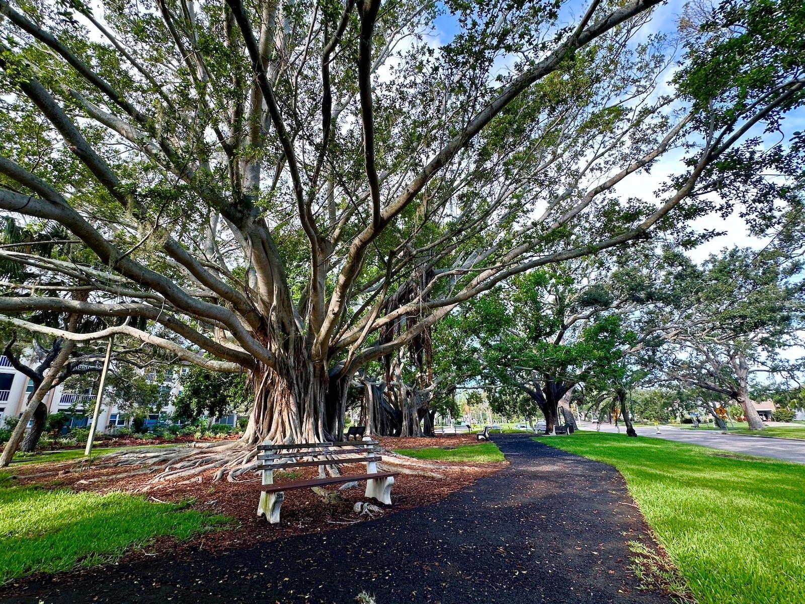 Beautiful Banyan trees along W Venice Ave across the street