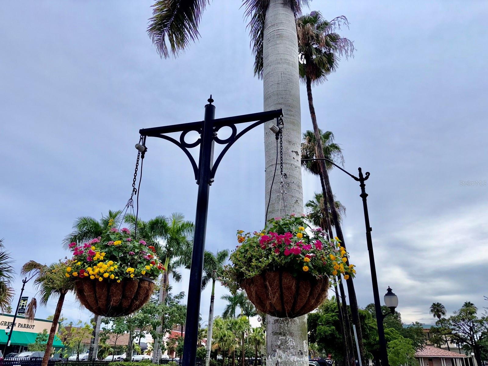 Quaint downtown Historic Venice is lined with Palms and colorful flowers