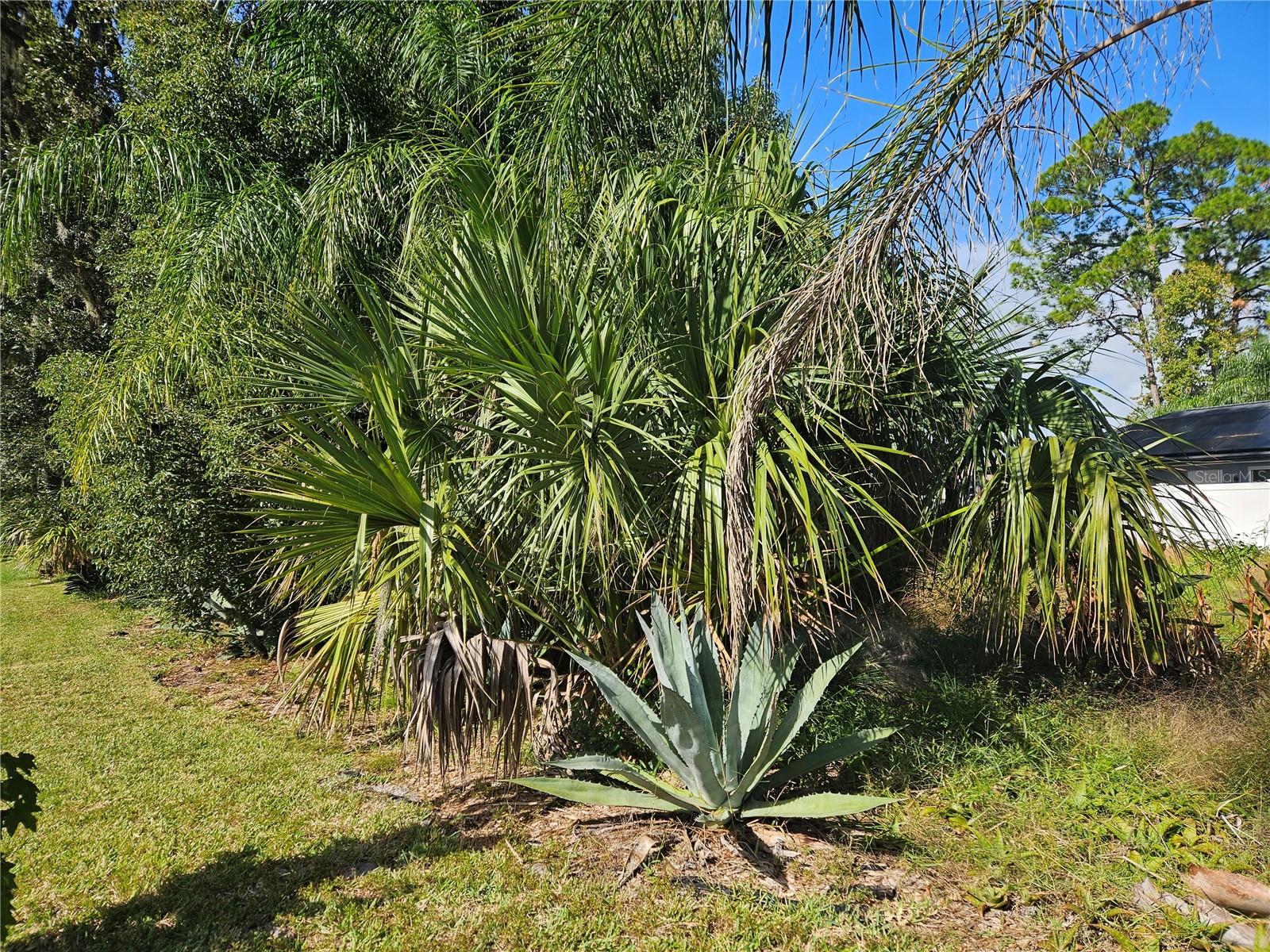 Agave