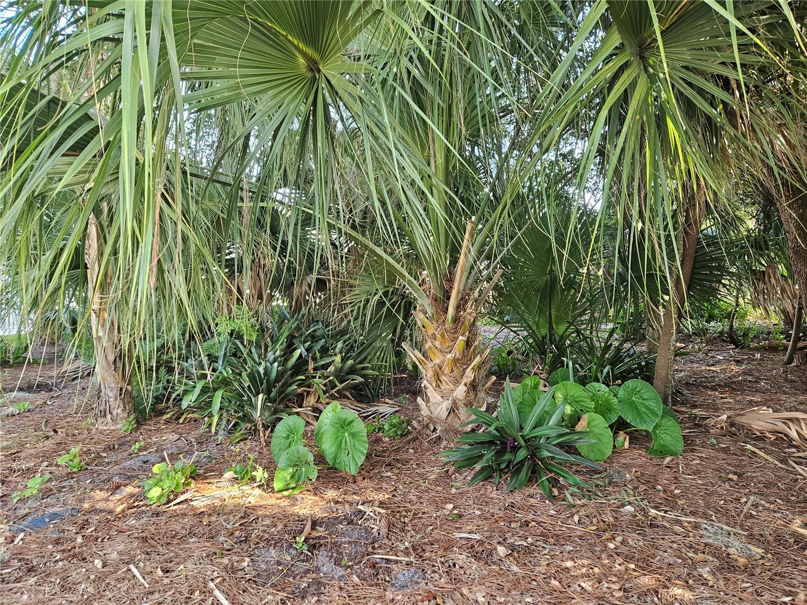 Elephant Ears & Philodendrons