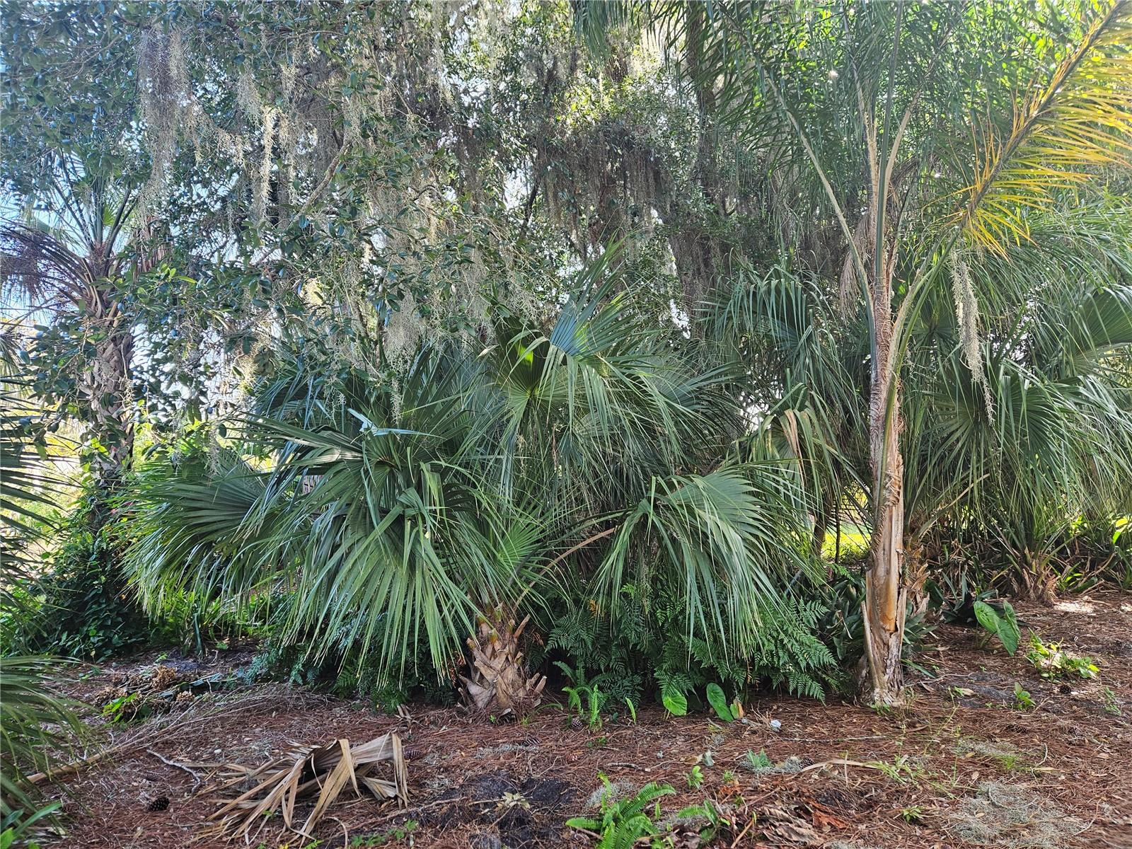 Multiple Palm Varieties