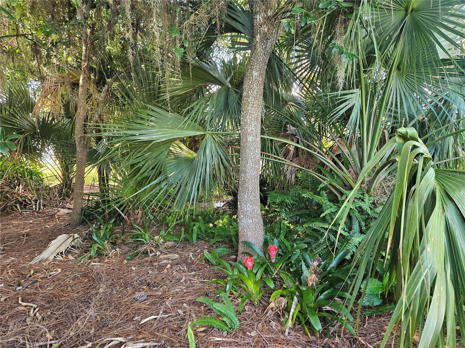 Blooming Bromeliads