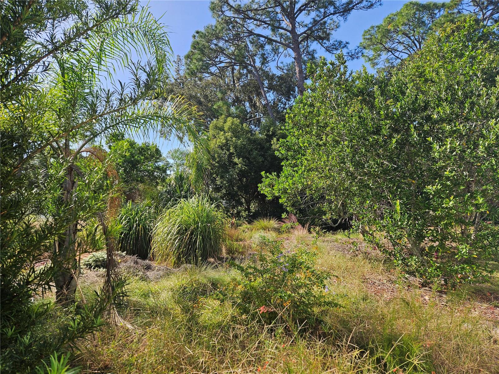 Queen Palm