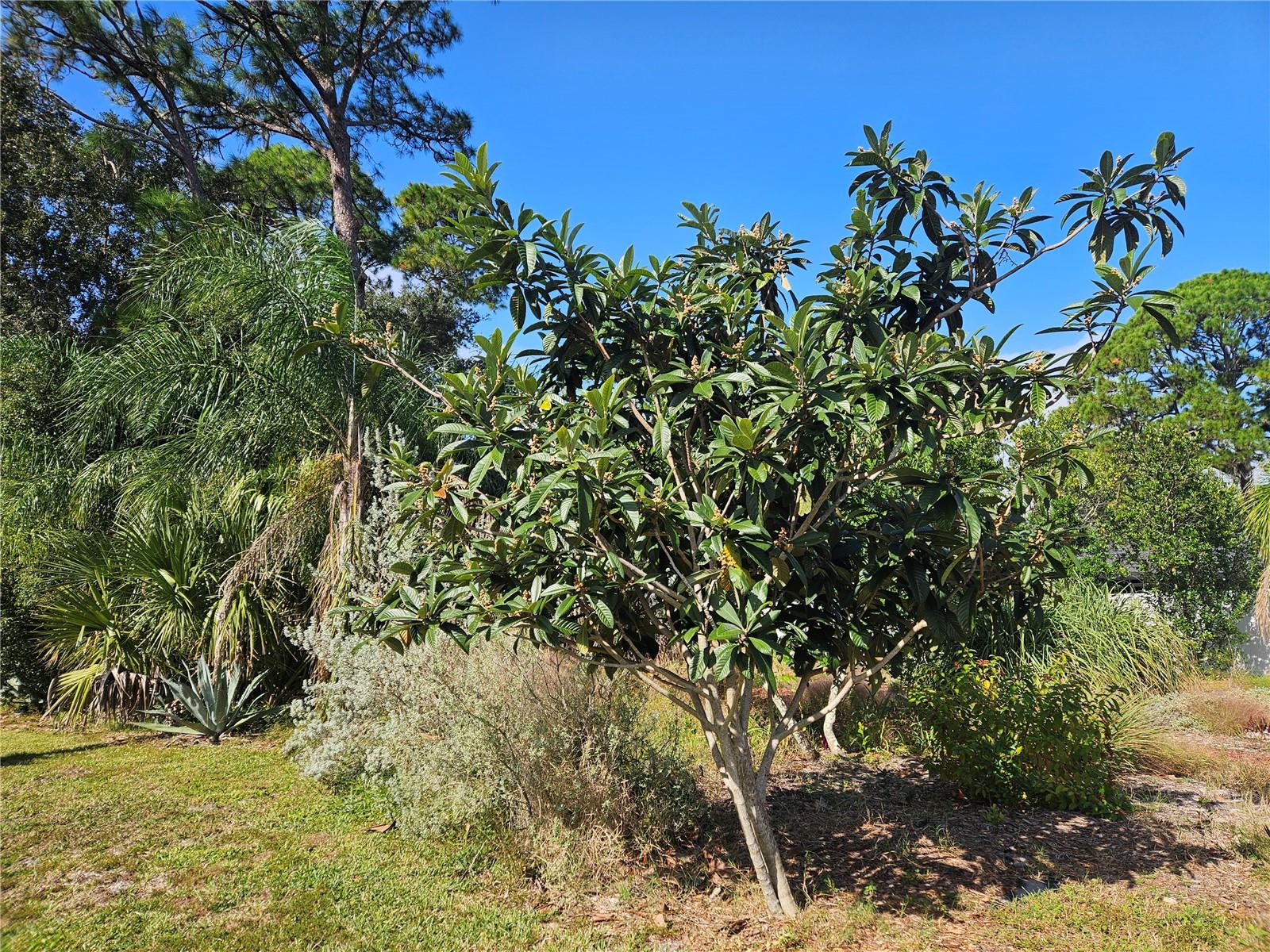 Loquat