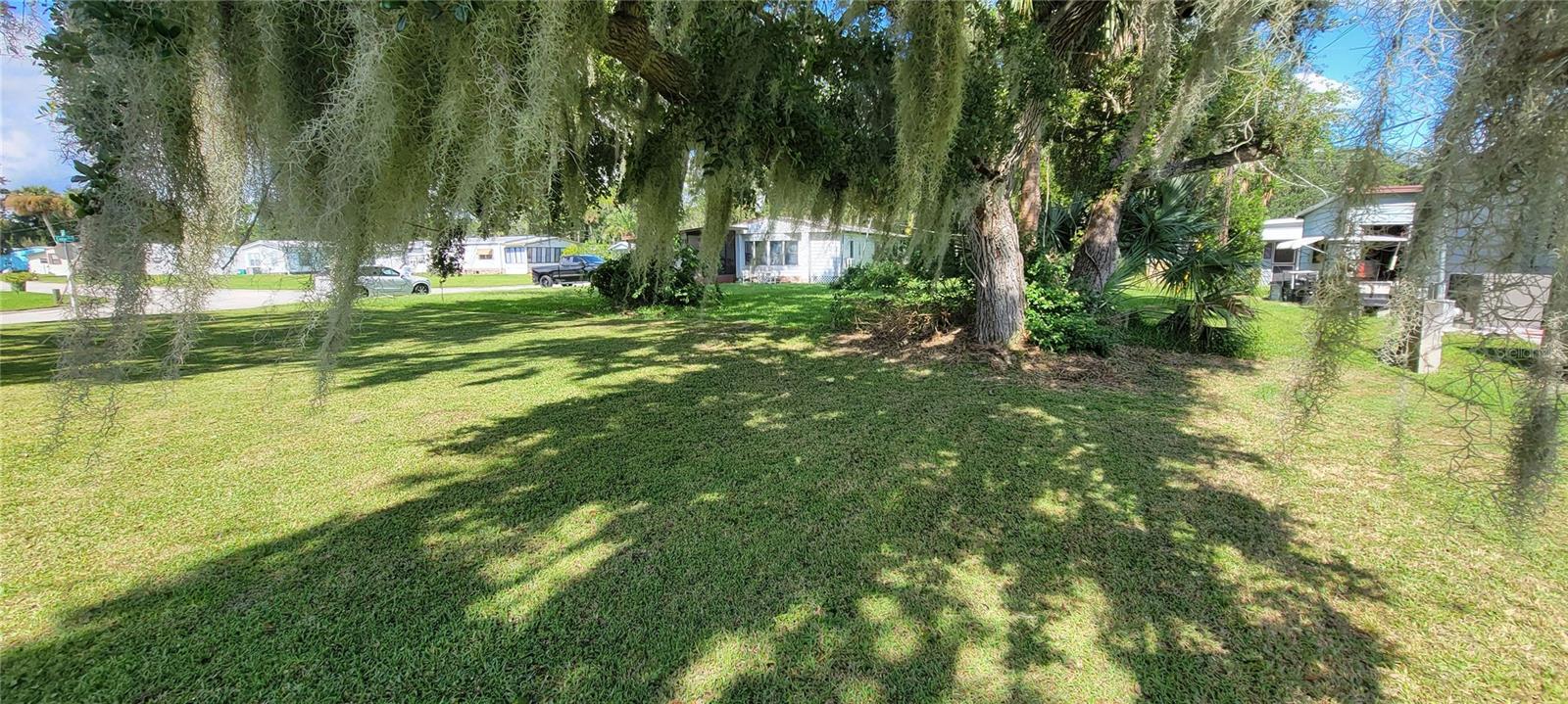 4339 Cedar - Oak Tree