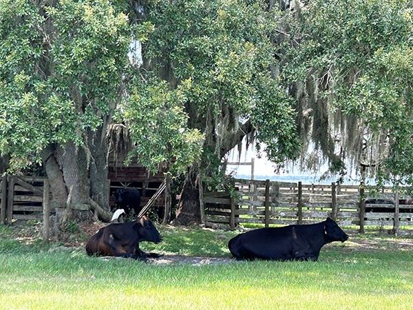 3650 LAKE TOHOPEKALIGA ROAD, St Cloud, FL 34772