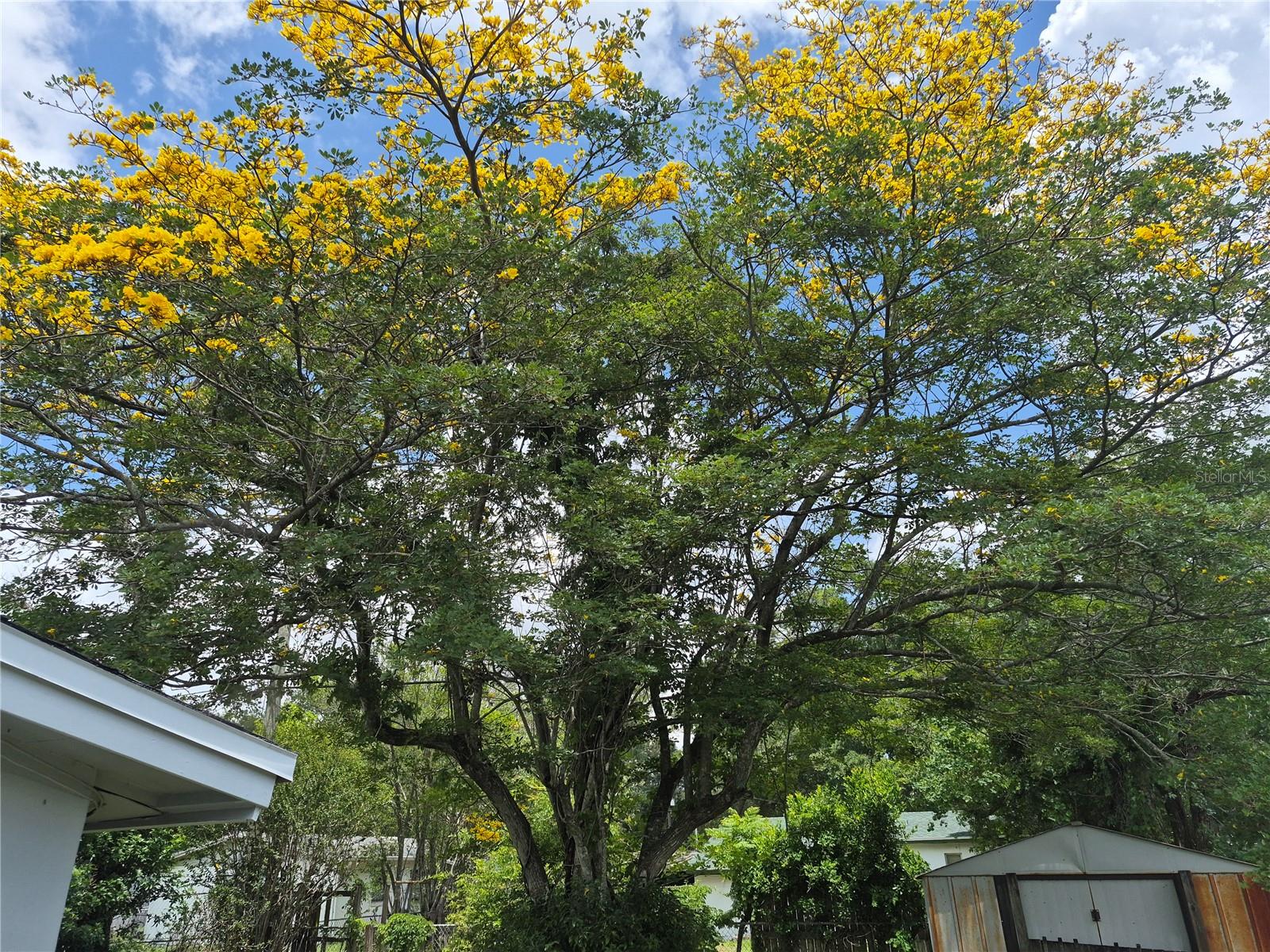 Tree starting to bloom as of May 19
