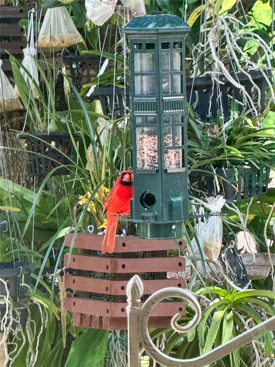 bird feeding and bird watching in the backyard.