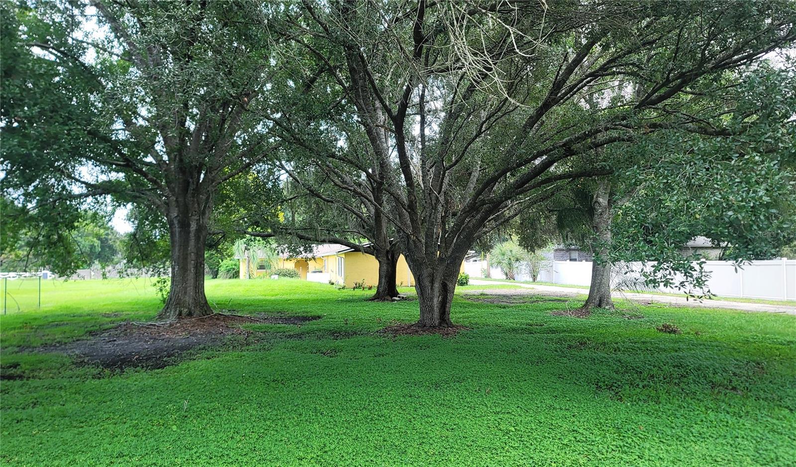 Lush beautiful grove of trees welcomes you home