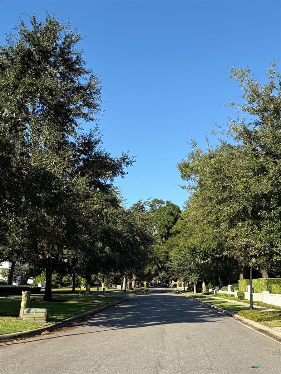 tree lined street