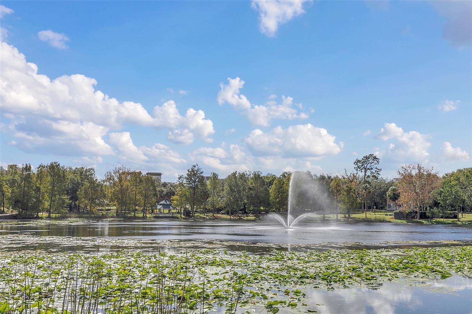 Lake Lily