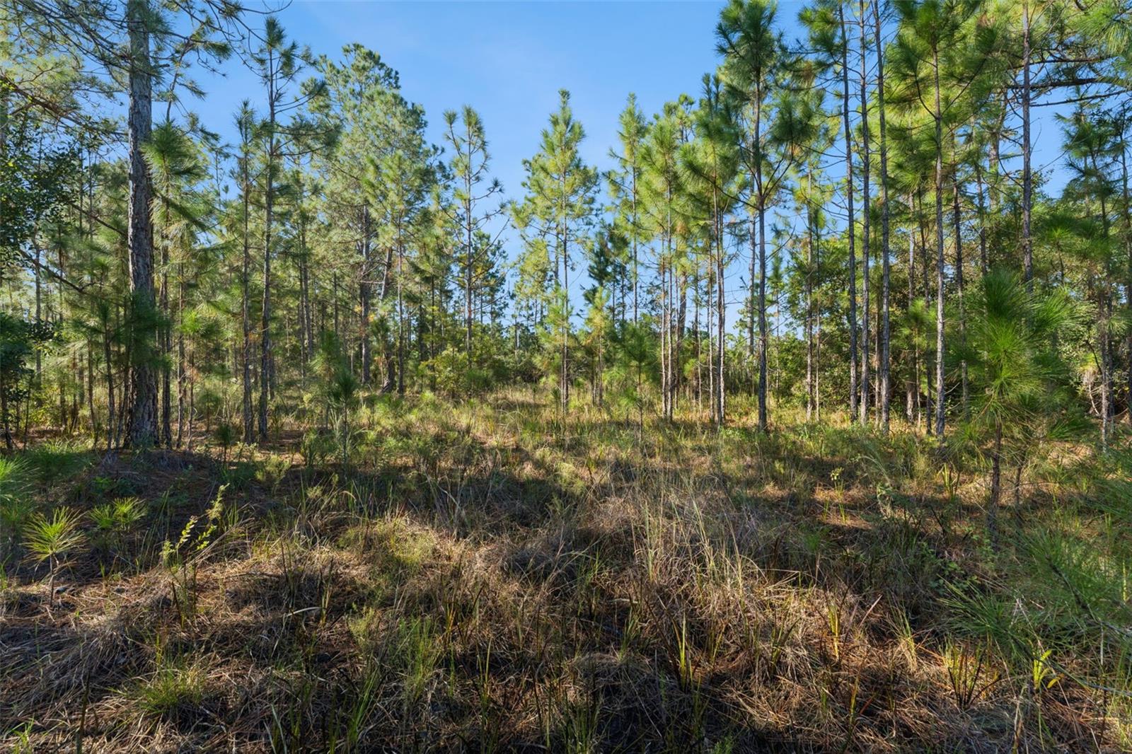 QUINELLA STREET, Orlando, FL 32833