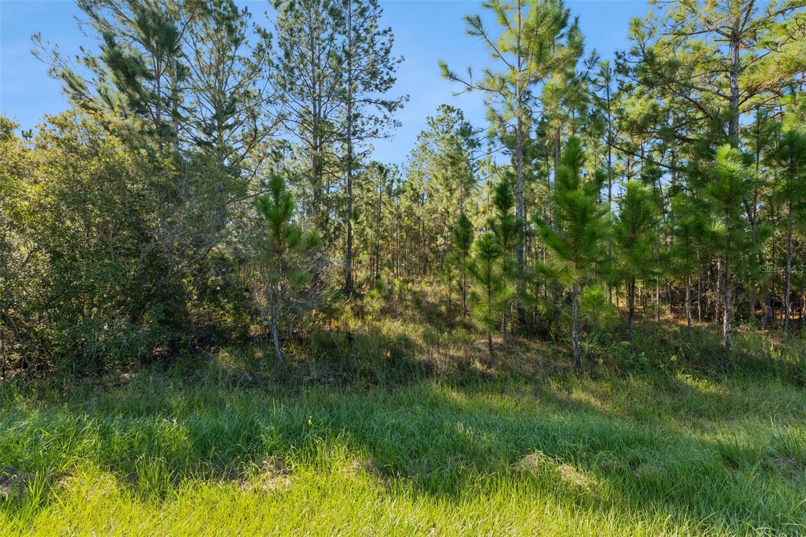 QUINELLA STREET, Orlando, FL 32833