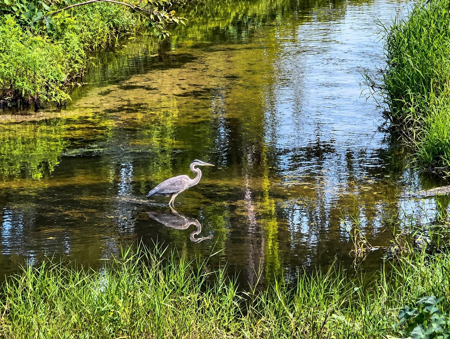 Howell Branch Creek