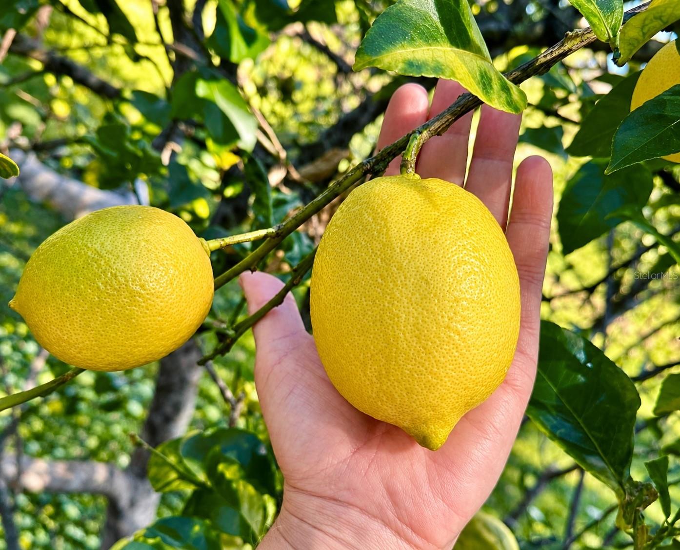 Lemon Tree